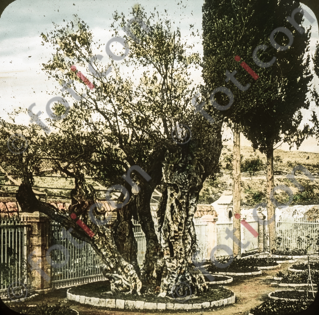 Garten Getsemani | Garden of Getsemani - Foto foticon-simon-149a-030.jpg | foticon.de - Bilddatenbank für Motive aus Geschichte und Kultur